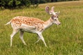 Fallow Deer Buck - Dama dama, Warwickshire, England. Royalty Free Stock Photo