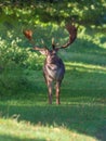 Fallow Deer Buck - Dama dama in dappled light.