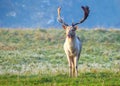 Fallow Deer Buck - Dama dama in a frosty meadow. Royalty Free Stock Photo