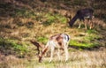 Fallow deer buck Dama dama grazing