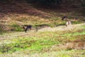 Fallow deer buck Dama dama grazing