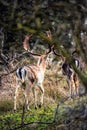 Fallow deer buck Dama dama grazing