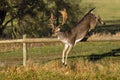 Fallow Deer Buck - Dama dama Jumping over a Fence, Warwickshire, England. Royalty Free Stock Photo