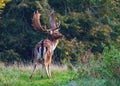 Fallow Deer Buck - Dama dama, looking for rivals.