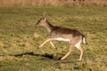 Fallow Deer Buck - Dama dama about to run. Royalty Free Stock Photo