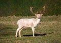 Fallow Deer Buck - Dama dama white morph n a sunny parkland.