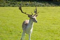 Fallow Deer