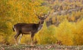 Fallow deer buck in a glade Royalty Free Stock Photo