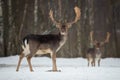 Fallow Deer Buck. Majestic powerful adult Fallow Deer, Dama dama, in winter forest, Belarus. Wildlife scene from nature, Europe.A Royalty Free Stock Photo