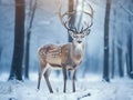 Fallow Deer Buck. Majestic powerful Fallow Deer Dama dama in winter forest Belarus. Wildlife scene from nature Europe