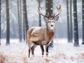 Fallow Deer Buck. Majestic powerful Fallow Deer Dama dama in winter forest Belarus. Wildlife scene from nature Europe