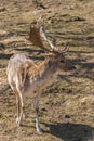 Fallow deer buck on a meadow Royalty Free Stock Photo
