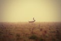 Fallow deer buck in misty morning