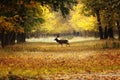 Fallow deer buck passing rural road in the woods Royalty Free Stock Photo