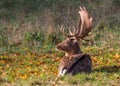 Fallow Deer Buck resting during the rutting season.