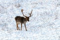 Fallow deer buck snow winter landscape Dama Dama Royalty Free Stock Photo
