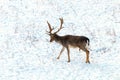 Fallow deer buck snow winter landscape Dama Dama Royalty Free Stock Photo