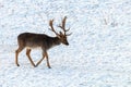 Fallow deer buck snow winter landscape Dama Dama Royalty Free Stock Photo