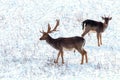 Fallow deer buck snow winter landscape Dama Dama Royalty Free Stock Photo