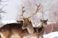 Fallow deer buck in a winter day Royalty Free Stock Photo