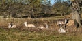 Fallow Deer Bucks Royalty Free Stock Photo