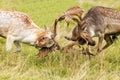 Fallow Deer Bucks fighting during the rut. Royalty Free Stock Photo