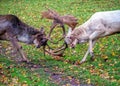 Fallow Deer Bucks - Dama dama in combat during the rut.