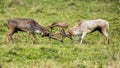 Fallow Deer Bucks - Dama dama, fighting in a Warwickshire meadow, England.