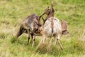 Fallow Deer Bucks fighting.