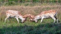 Fallow Deer Bucks fighting in a country park. Royalty Free Stock Photo