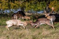 Fallow Deer Bucks sparring in a country park. Royalty Free Stock Photo