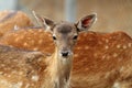Fallow deer calf curious face