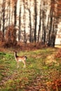 Fallow deer calf ( Dama ) walking alone in a forrest at dawn