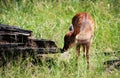 Fallow deer calf in Klampenborg, Denmark