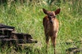 Fallow deer calf in Klampenborg, Denmark