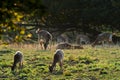 Fallow deer Cervus dama / Dama dama in a green meadow in autumn. Royalty Free Stock Photo