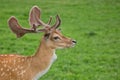 Fallow deer in a clearing, a portrait Royalty Free Stock Photo