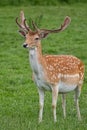 Fallow deer in a clearing Royalty Free Stock Photo