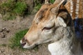 Fallow Deer Royalty Free Stock Photo