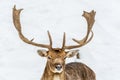 Fallow Deer Close up Portrait- face view Royalty Free Stock Photo