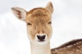 Fallow deer Royalty Free Stock Photo