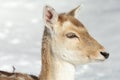Fallow deer Royalty Free Stock Photo
