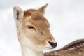 Fallow deer Royalty Free Stock Photo