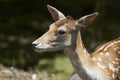 Fallow Deer