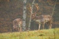 Fallow deer couple grazing on meadow in fog and rainy autumn weather