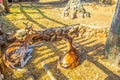 Fallow deer couple in Panagia Faneromeni Monastery zoo Greece Royalty Free Stock Photo