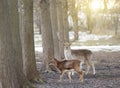 Fallow deer couple