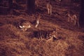 Fallow deer crouching in the undergrowth Royalty Free Stock Photo