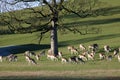 Fallow Deer, Dallam Deer Park, Milnthorpe, Cumbria