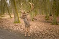Fallow deer - Dama dama, alone in park Royalty Free Stock Photo